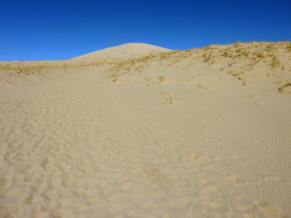 Mojave reserve (12).JPG